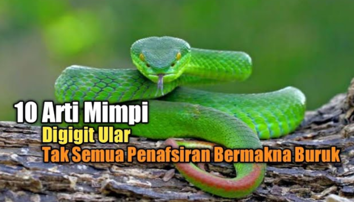 10 Arti Mimpi Ular Besar Dengan Makna Nasib Baik Dan Buruk